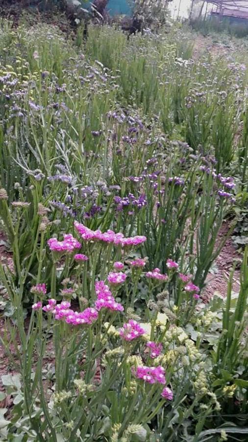 Tenam Garden Homestay Kalimpong Exteriör bild