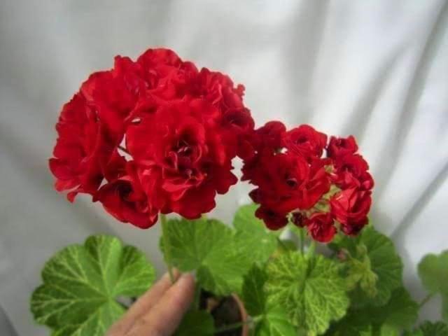 Tenam Garden Homestay Kalimpong Exteriör bild